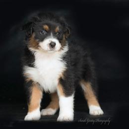 Aussiedoodle and Australian Shepherd Puppies from SS Australian Shepherds and Aussiedoodles