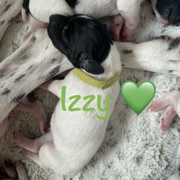 Girl 7 - female German Shorthaired Pointer puppy in Conroe, Texas from The Tipsy Rabbit
