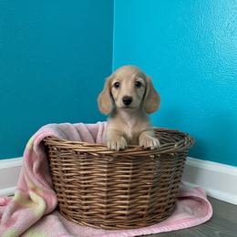 Peanut - Cream male Dachshund puppy in Wolf Lake, Indiana from Canisteo Dachshunds
