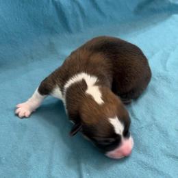 Male 1 - Sable male Pembroke Welsh Corgi puppy in Moundville, Alabama from Cartee Corgis - Debi Cartee Mills