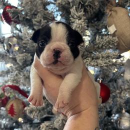 Echo - Black and white female Boston Terrier puppy in Powell, Tennessee from KP Pugs & Boston Terriers