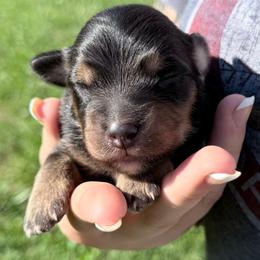 Arrax - Dilute blue male Australian Shepherd puppy in Kokomo, Indiana from North Central Aussies