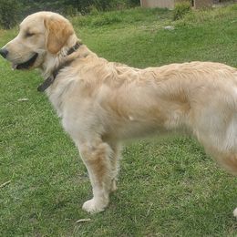 Golden Retriever Puppies from Bliss Creek Goldens