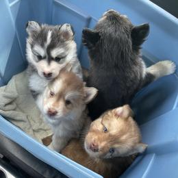 Pomsky Puppies from Blue Sky Pomsky