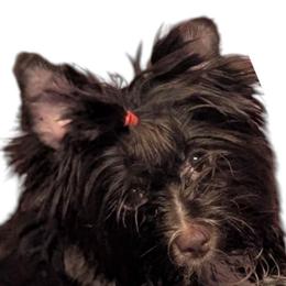 Dolly - Liver female Yorkshire Terrier puppy in Gaylesville, Alabama from Sweet Alabama Yorkies