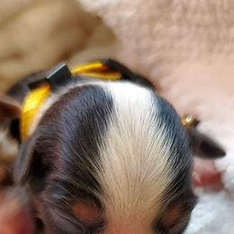 Miniature Australian Shepherd Puppies from Barnyard Mini Aussies