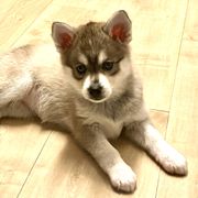 Girl 2 - Alaskan Klee Kai puppy from Angels Klee Kai