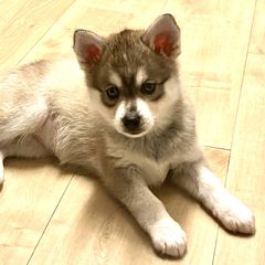 Girl 2 - Alaskan Klee Kai puppy from Angels Klee Kai