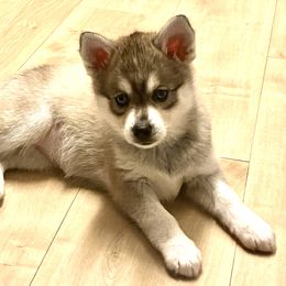 Girl 2 - Alaskan Klee Kai puppy from Angels Klee Kai