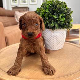 Hudson - Red  male Goldendoodle puppy in Alamance County, North Carolina from Doodle Squad Puppies