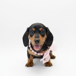 Dachshund Puppies from Draggin' Azz Ranch