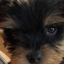 Shih Tzus, Shorkies, and Yorkshire Terriers from Great Mates