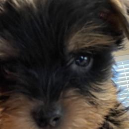 Shih Tzus, Shorkies, and Yorkshire Terriers from Great Mates
