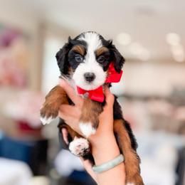 Merida-red - Tri-color female Bernedoodle puppy in Ontario, California from Teddy Doodles & Standard Poodles