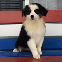 Australian Shepherds from SEK Australian Shepherds