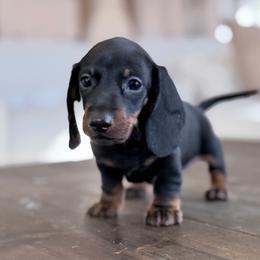 Enzo - Black and tan male Dachshund puppy in Crystal, Michigan from Mare-Bella Smoothcoat Edition