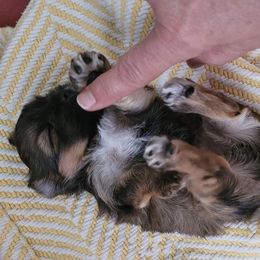 Yorkshire Terrier Puppies from Wendy's Yorkies