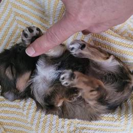 Yorkshire Terrier Puppies from Wendy's Yorkies