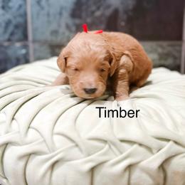 Timber - Apricot male Goldendoodle puppy in Pasco, Washington from Camp Doodle Woods