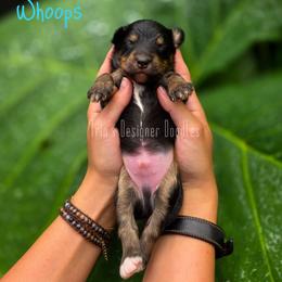 Whoops - Black tri-color male Aussiedoodle puppy in Centreville, Mississippi from Trin's Designer Doodles