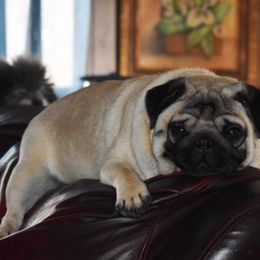Pugs from Rogue Pugs