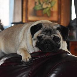 Pugs from Rogue Pugs