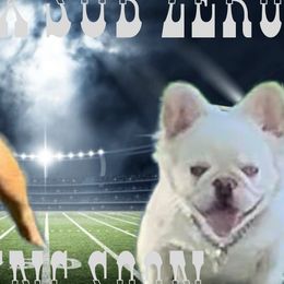 French Bulldog Puppies from Ruff it up frenchies