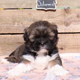 Silvermist - Brown female Lhasa Apso puppy in Jefferson, New York from Absolute Lhasa Love