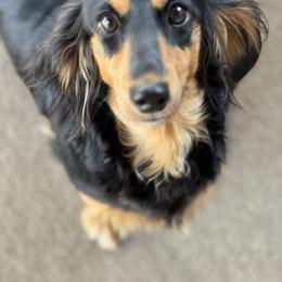 Amelia - Dachshund
