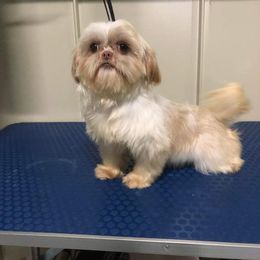 Gracy - Shih Tzu