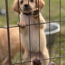 Nala - Apricot female Goldendoodle puppy in Ambrose, Georgia from Brandilyn's Aussies