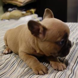 French Bulldogs from AKC Certified Frenchies