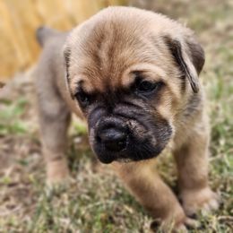 Cane Corso Puppies from Rosalez Kennel