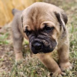 Cane Corso Puppies from Rosalez Kennel