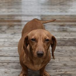 Dachshunds from Riverside Mini Weenies