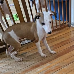 Split face girl - Red female Italian Greyhound puppy in Phillips, Maine from Maplewood Italian Greyhounds