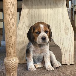 Silver Girl - Black tan and white female Beagle puppy in Grantsville, Maryland from Fable & Fern Beagles