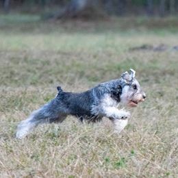 Maggie - Miniature Schnauzer