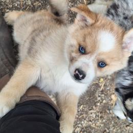 Merle Boy - Merle male Pomsky puppy in Fairbanks, Alaska from Arctic Kennels (Pomskies, Akitas & Shibas)