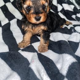 Spanky 1700 - Black and tan male Yorkipoo puppy in Gastonia, North Carolina from Banks Dynasty Kennel