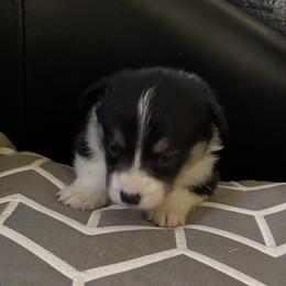 V-8 - Black and tan female Pembroke Welsh Corgi puppy in Sanford, Michigan from Tambali Pembroke Welsh Corgis