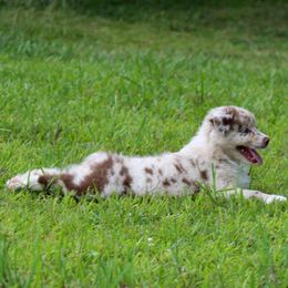 Australian Shepherd Puppies from Forte Australian Shepherds & Co.