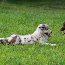 Australian Shepherd Puppies from Forte Australian Shepherds & Co.