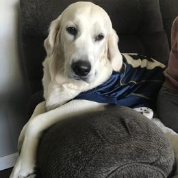 Charlie - Golden Retriever