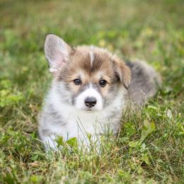 Boy 2 - male Pembroke Welsh Corgi puppy in Leo, Indiana from Vom Musselman German Shepherds and Forte Pembroke Welsh Corgis
