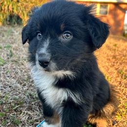 Riven (has tail) - Black tri-color male Australian Shepherd puppy in Butler, Georgia from Aussies at Howling Hill Farm