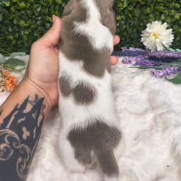 Carter - Fawn (Isabella) male Dachshund puppy in Jackson, Tennessee from BlackPine Kennels