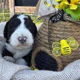 Summer - White and red female Bordoodle puppy in Canfield, Ohio from Poo's Doo's & Inu's