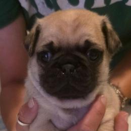 Sabo-Orange Collar - Fawn male Pug puppy in New Braunfels, Texas from Kex Pug Haus