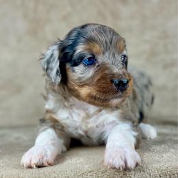 BMF1 - Blue merle female Aussiedoodle puppy in Prague, Oklahoma from Classic K9’s  Aussies & Doodles